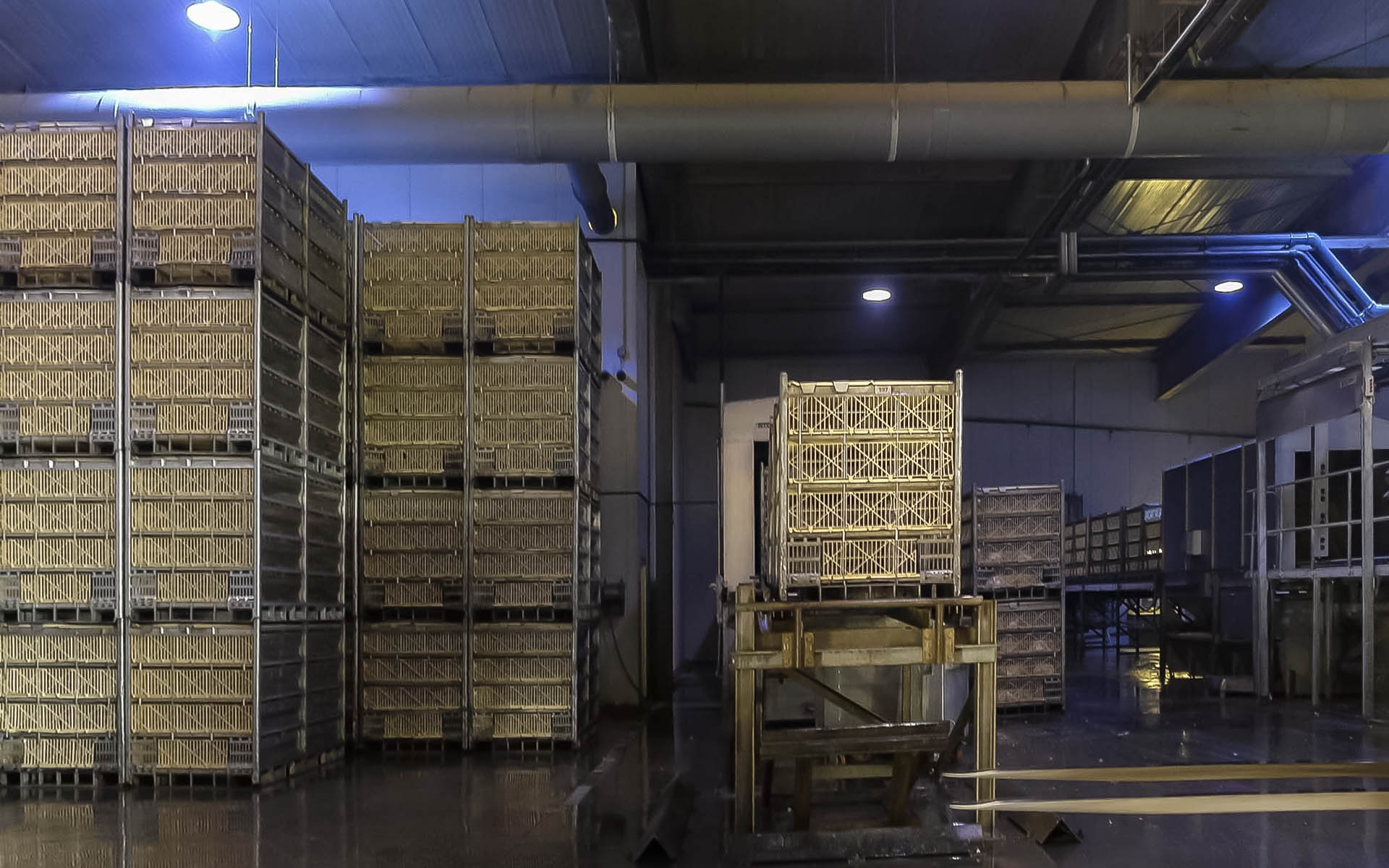 En este matadero avícola, las emisiones de olores se evitan de forma fiable mediante la extracción consecuente del aire residual y el tratamiento con lavadores de gases y biofiltros